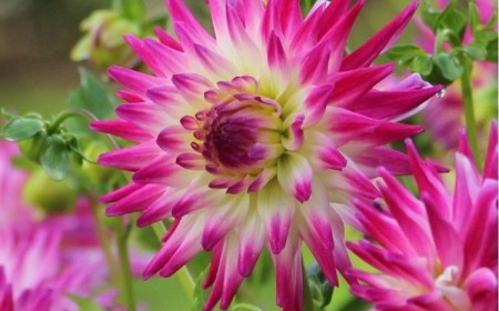 les plus belles variétés de dahlias cactus cultiver hayley jane superbe