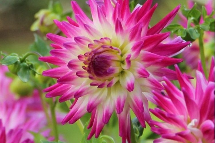 les plus belles variétés de dahlias cactus cultiver hayley jane superbe