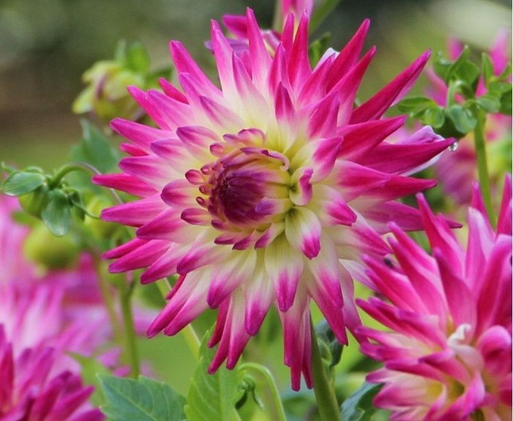 les plus belles variétés de dahlias cactus cultiver hayley jane superbe