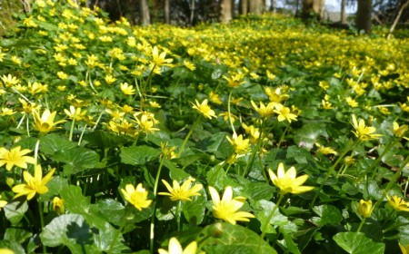 limiter la croissance de la chélidoine dans le jardin
