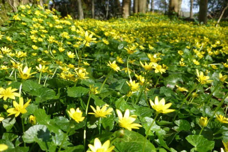 limiter la croissance de la chélidoine dans le jardin