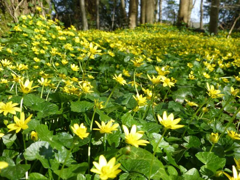 limiter la croissance de la chélidoine dans le jardin