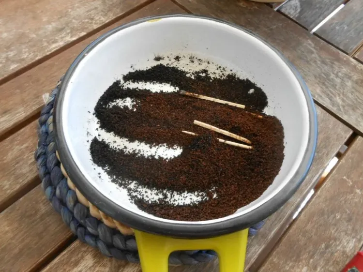 marc de café contre les guêpes 2023 