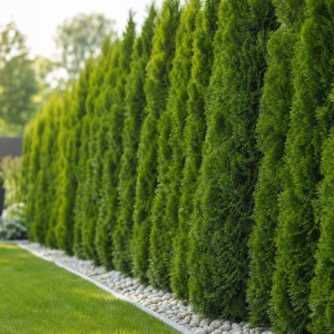 meilleurs arbres pour une haie persistante haute brise vue vent jardin croissance rapide entretien facile plantation septembre