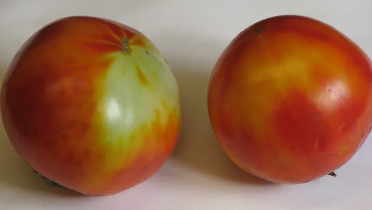 mûrissement en plaque décoloration de la peau des tomates que faire