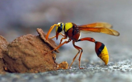 nid de guepe potière eumenes fraternus dangereuse ou pas que faire enlever