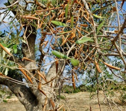 olivier a des branches qui sèchent