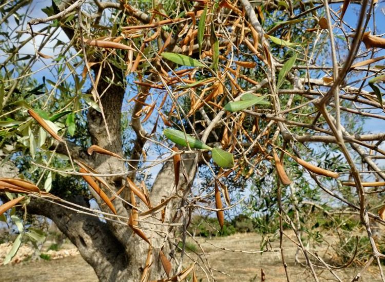 olivier a des branches qui sèchent