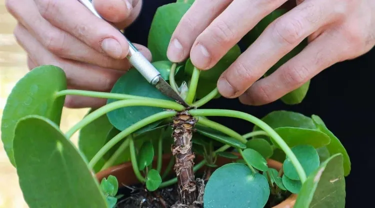 où couper le pilea pour propager couper deux outils propres désinfectés alcool eau javel