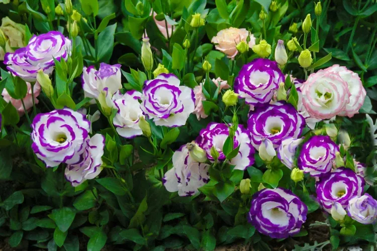 où planter eustoma couleurs blanc rose mauve violet hauteur maximale pendant floraison