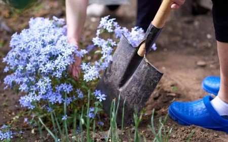où planter le phlox tapissant faire pousser boutures résineuses jeunes pousses graines auto ensemencer