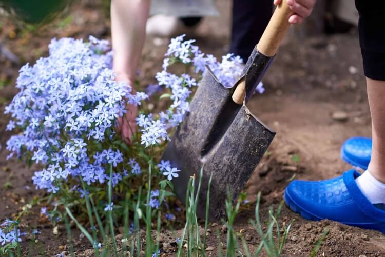 où planter le phlox tapissant faire pousser boutures résineuses jeunes pousses graines auto ensemencer