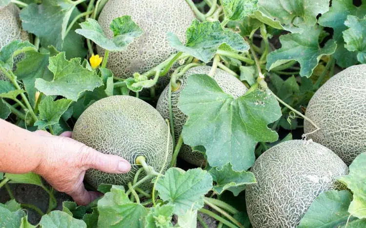 palper le melon pour savoir s'il est mûr 2023