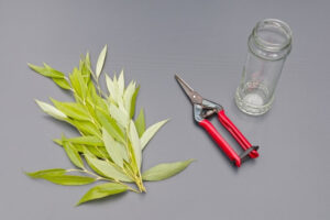 peut on arroser avec de l’eau de saule fournir humidité enrichir sol nutriments barrière infections