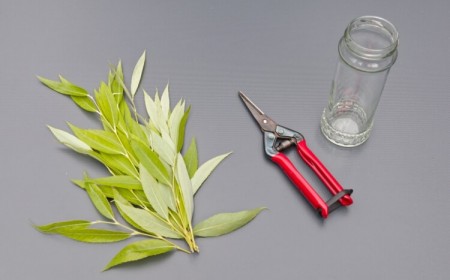 peut on arroser avec de l’eau de saule fournir humidité enrichir sol nutriments barrière infections