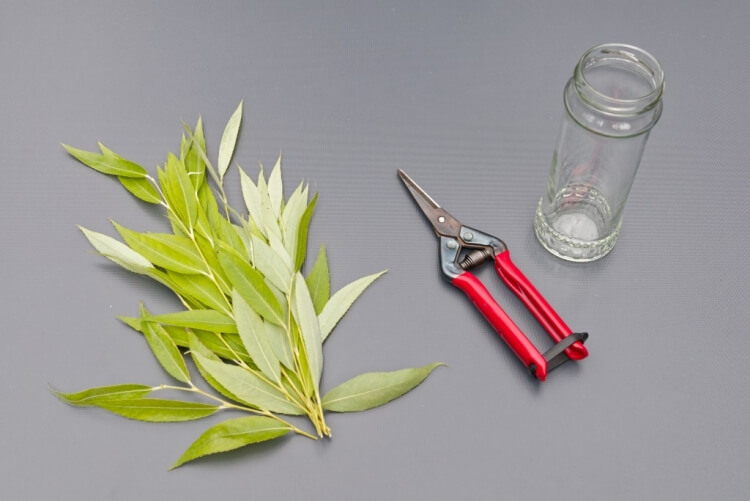 peut on arroser avec de l’eau de saule fournir humidité enrichir sol nutriments barrière infections