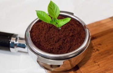 peut on faire des semis dans du marc de café comment quel dosage