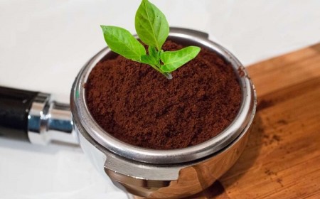 peut on faire des semis dans du marc de café comment quel dosage