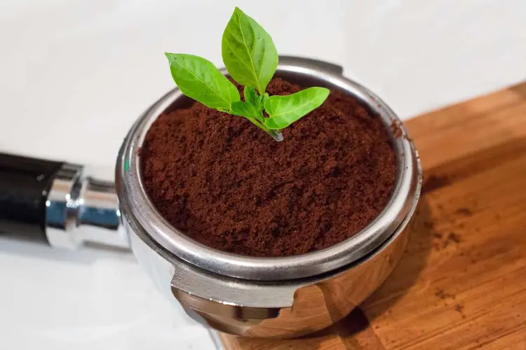 peut on faire des semis dans du marc de café comment quel dosage