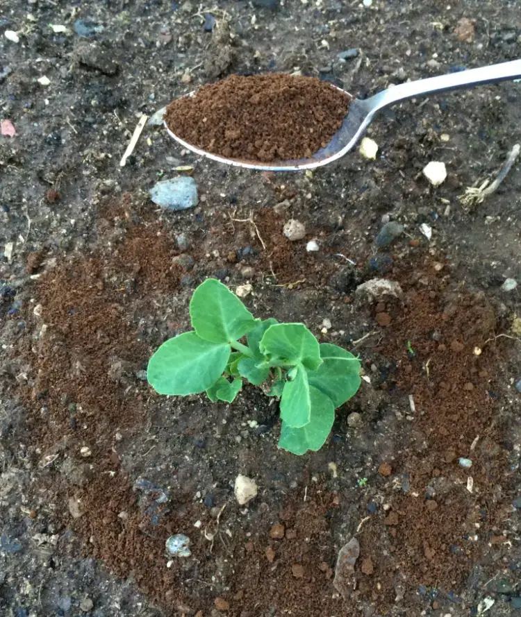 peut on faire des semis dans du marc de café comment utiliser au jardin