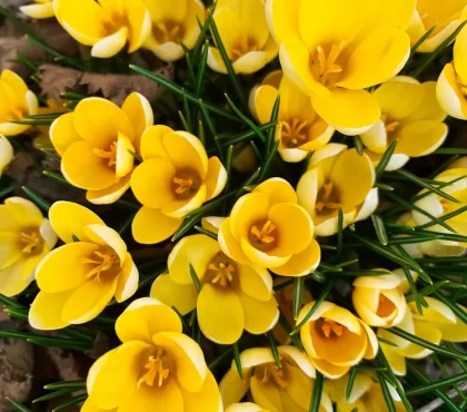 plantation des bulbes en août sternbergia lutea fleurs jaunes au jardin