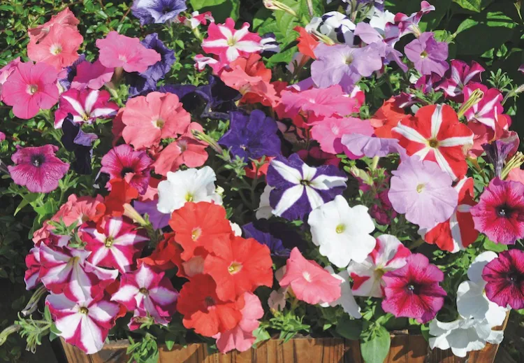 plante à arroser en priorité qunad il fait chaud jardin pétunia chaleur sécheresse