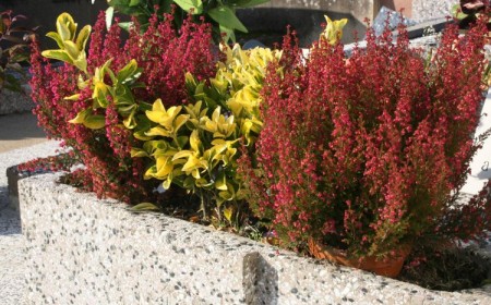 plante facile d'entretien pour le cimetière