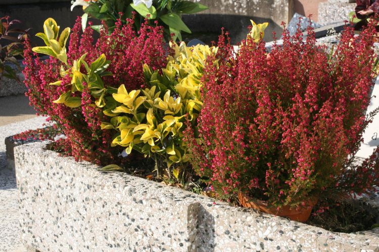 plante facile d'entretien pour le cimetière