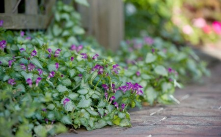 plantes couvre sol ombre persistantes