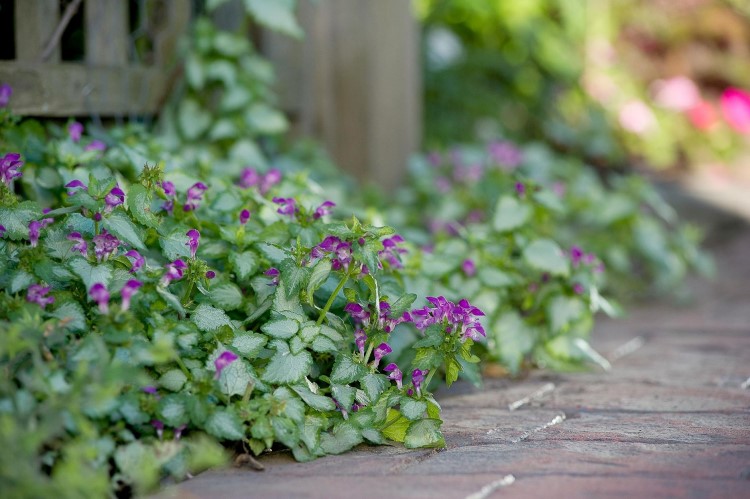 plantes couvre sol ombre persistantes