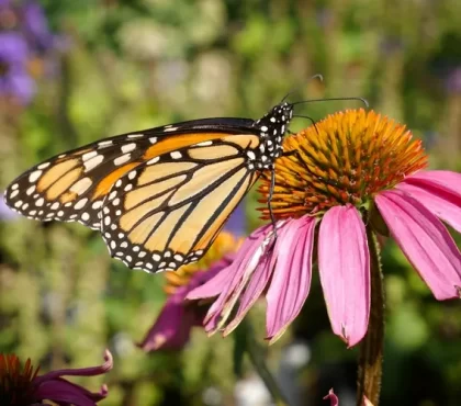 plantes résistantes aux maladies espèces robustes must have jardin sain échinacée