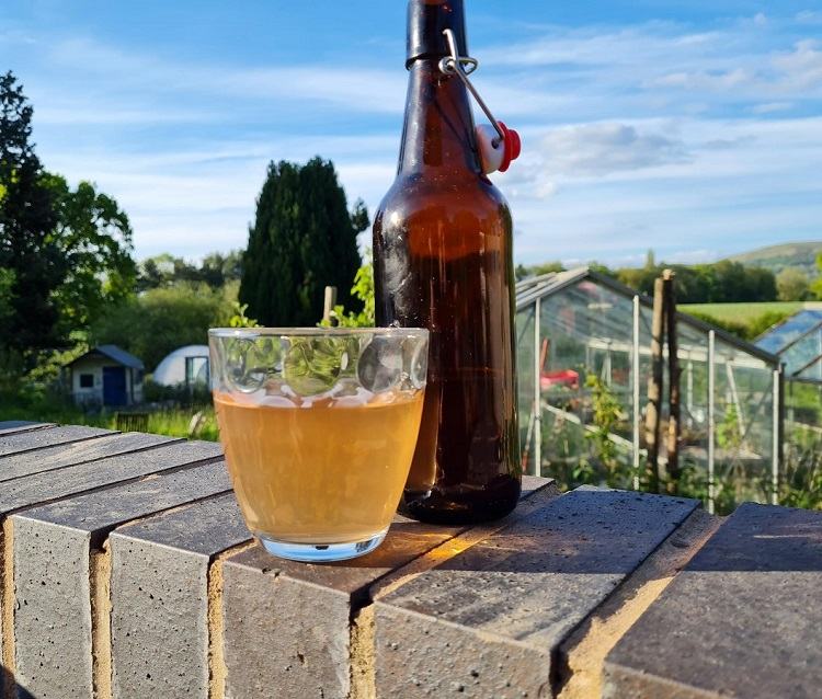 pourquoi et comment utiliser la bière au jardin pour arroser les plantes nettoyer les outils repousser les nuisibles