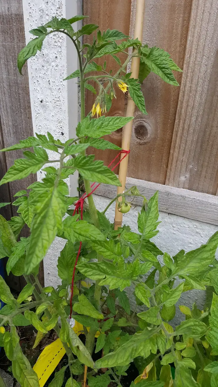 pourquoi stopper la hauteur des tomates quel moment couper tetes comment faire