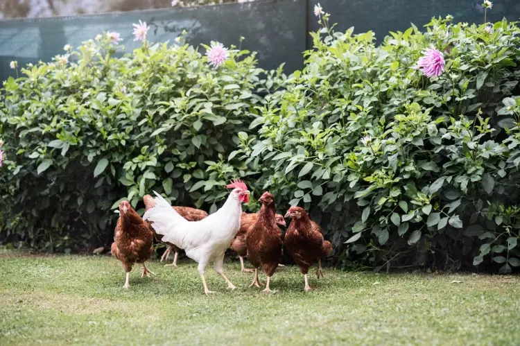 protéger le poulailler des animaux sauvages fouines construire poulailler sécurisé