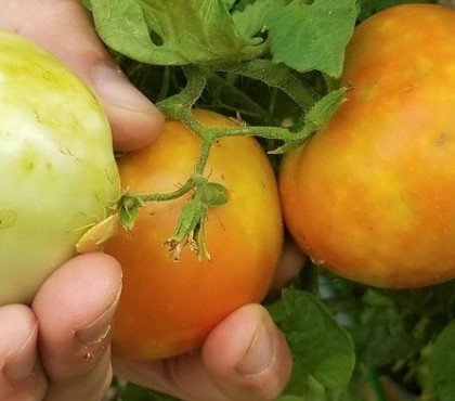 punaises vertes sur tomates insecte adulte