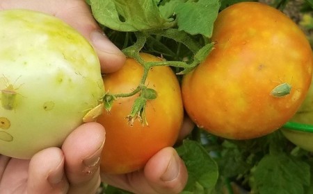 punaises vertes sur tomates insecte adulte
