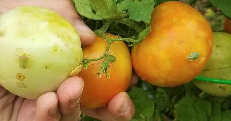 punaises vertes sur tomates insecte adulte