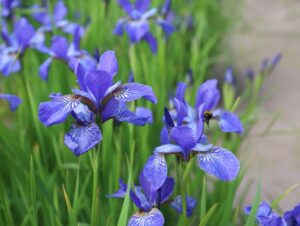 quand diviser les iris