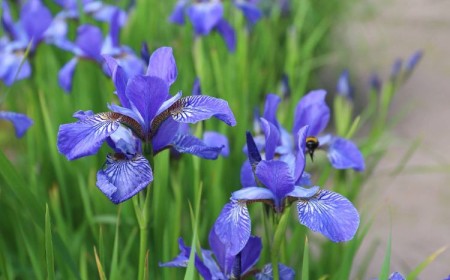 quand diviser les iris