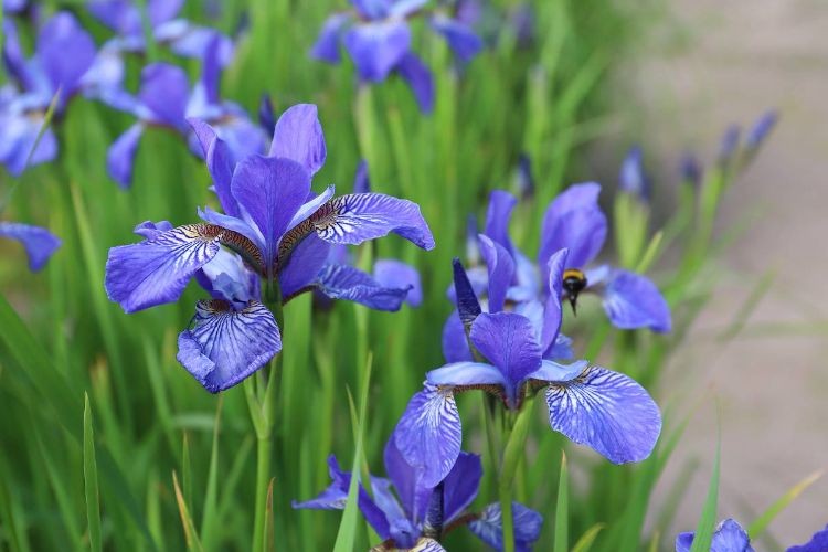 quand diviser les iris