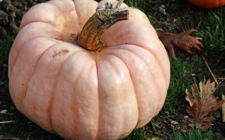 quand ne pas manger une courge causes faire pourrir citrouille mouches stockage tige