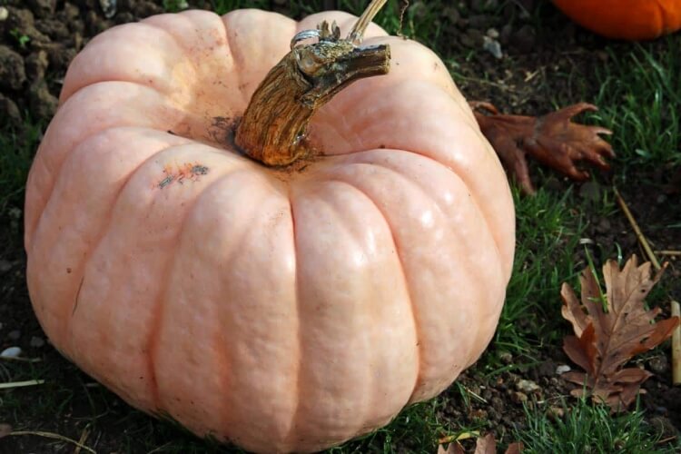 quand ne pas manger une courge causes faire pourrir citrouille mouches stockage tige