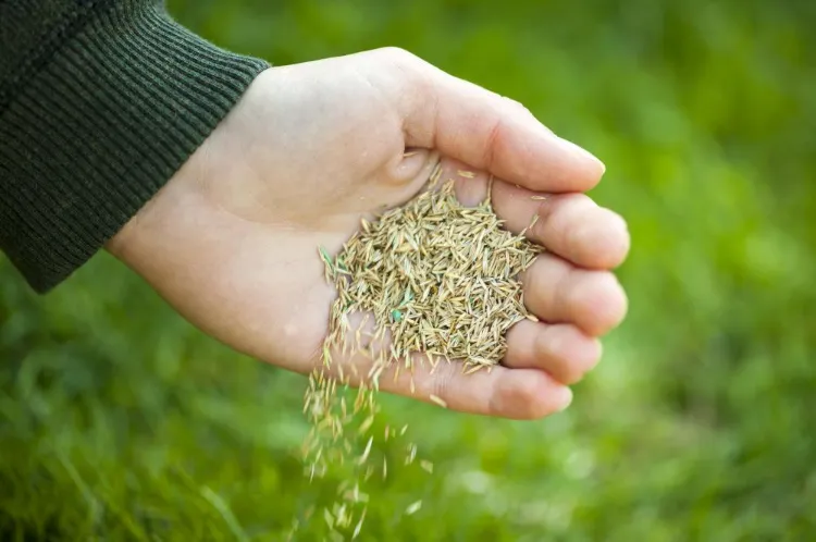 quand planter du gazon automne printemps quelles conditions optimales