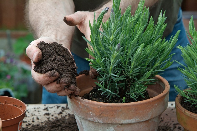 que planter en août sur le balcon ou dans le jardin quelles fleurs vivaces annulles faciles à vivre pots jardinières sans entretien