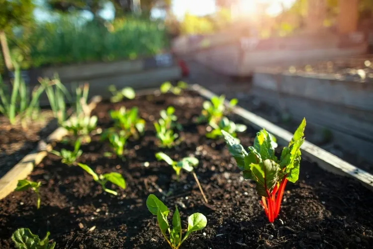 quel légume planter en fin d'été opter roquette épinards laitue feuillus salades