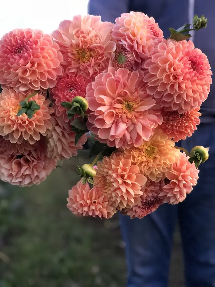 quelles sont les plus belles variétés de dahlias crichton honey boules pompons