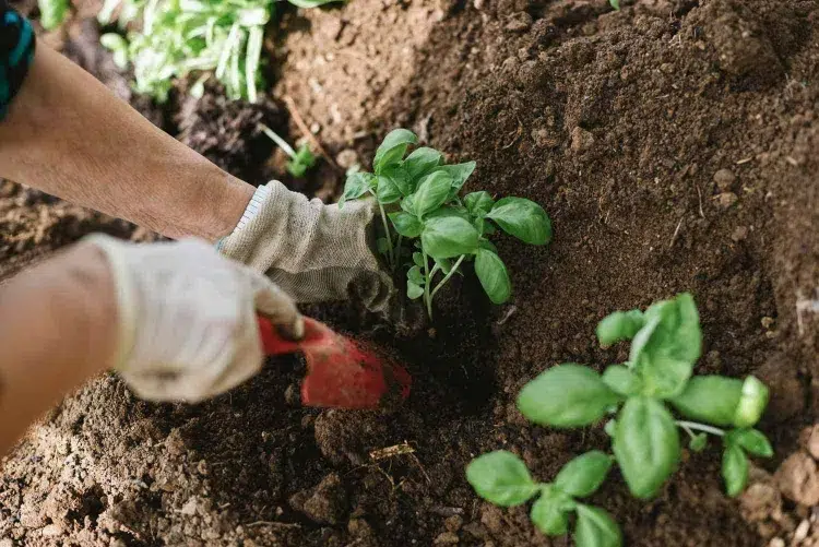 quels légumes planter en août récolter libérer place rotation cultures renouveler