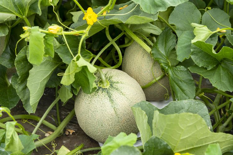 récolter les melons