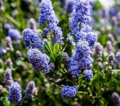 taille lilas de californie quand comment faire prendre soin entretien