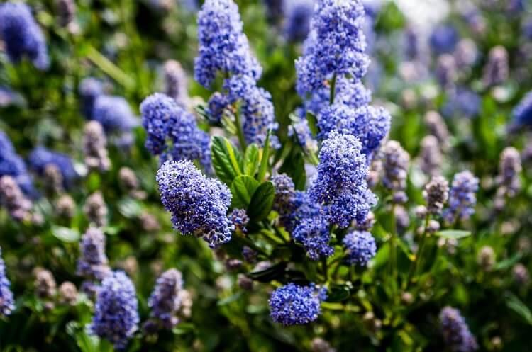 taille lilas de californie quand comment faire prendre soin entretien